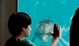 История Дельфина