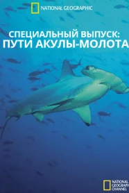 Специальный выпуск: Пути акулы-молота